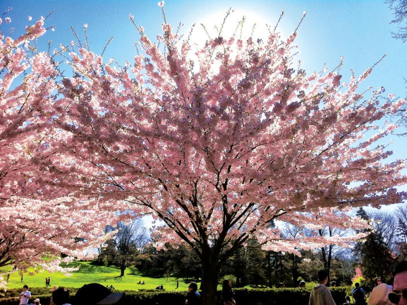 ■海柏公园的樱花。本报资料图片