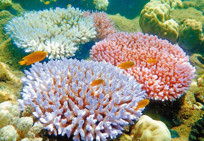 澳洲大堡礁白化的珊瑚礁。