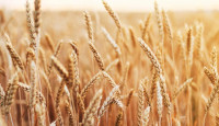 俄乌局势｜哈萨克斯坦拒撑俄罗斯 小麦被断供过半面粉加工厂停工