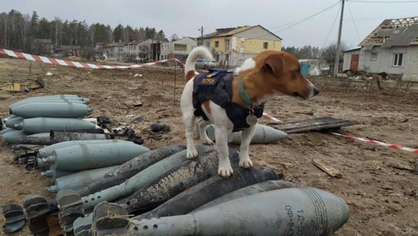 俄乌局势｜乌克兰军犬神勇 首月已发现90枚地雷