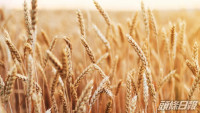 俄乌局势｜哈萨克斯坦宣布限制小麦及面粉出口