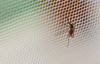 蚊帐浸特别化学杀虫药  抑蚊子活动能力致饿死