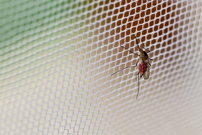 蚊帳浸特別化學殺蟲藥  抑蚊子活動能力致餓死