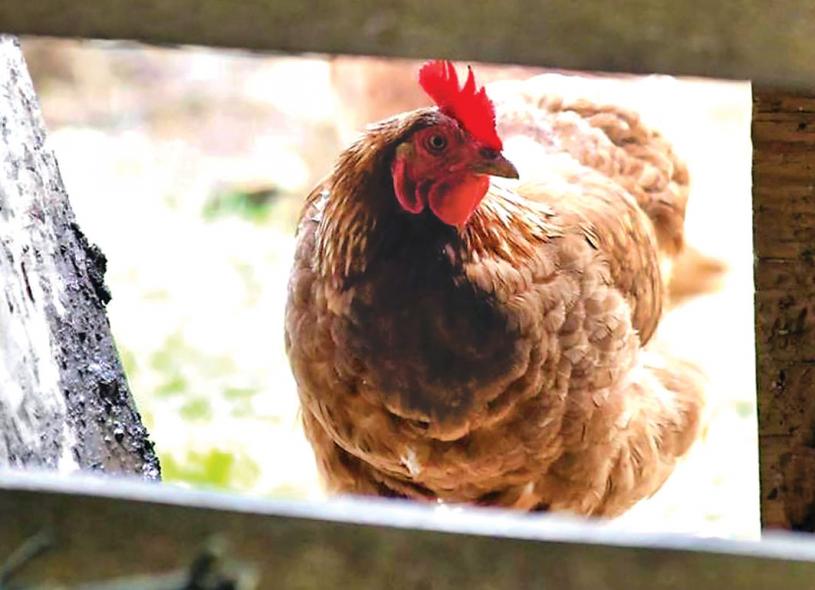 基隆拿一住户后院家禽感染禽流感。  美联社资料图片