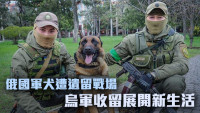 俄烏局勢｜俄軍犬遭遺棄烏軍收留 重新訓練展開新任務 