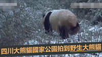大熊猫国家公园生态环境佳 再次拍到野生熊猫母子活动画面