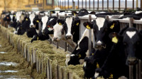 牛打嗝排放农业甲烷   首度从太空卫星测得