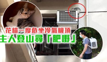 牛池湾花猫瓹网隙爬冷气机顶后走失主人与救援人员登山急寻 牛池湾花猫瓹网隙爬冷气机顶后走失主人与救援人员登山急寻