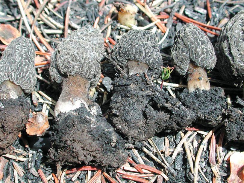 ■蘑菇採摘季節即將來臨。卑詩省府網站