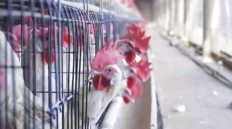 ■卑诗省和亚省农场最近多次爆发禽流感。 City News资料图片
