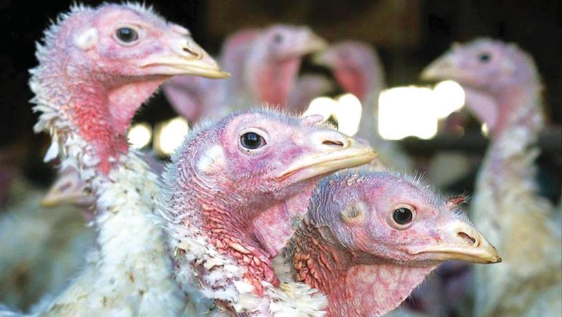 ■當局於周六在菲沙河谷一農場，撲殺近4,000隻火雞。 加通社資料圖片