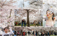 【現場直擊】海柏公園櫻花盛開  春天打卡好去處