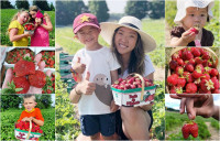 草莓季节快开始了！推荐7个安省采莓好去处