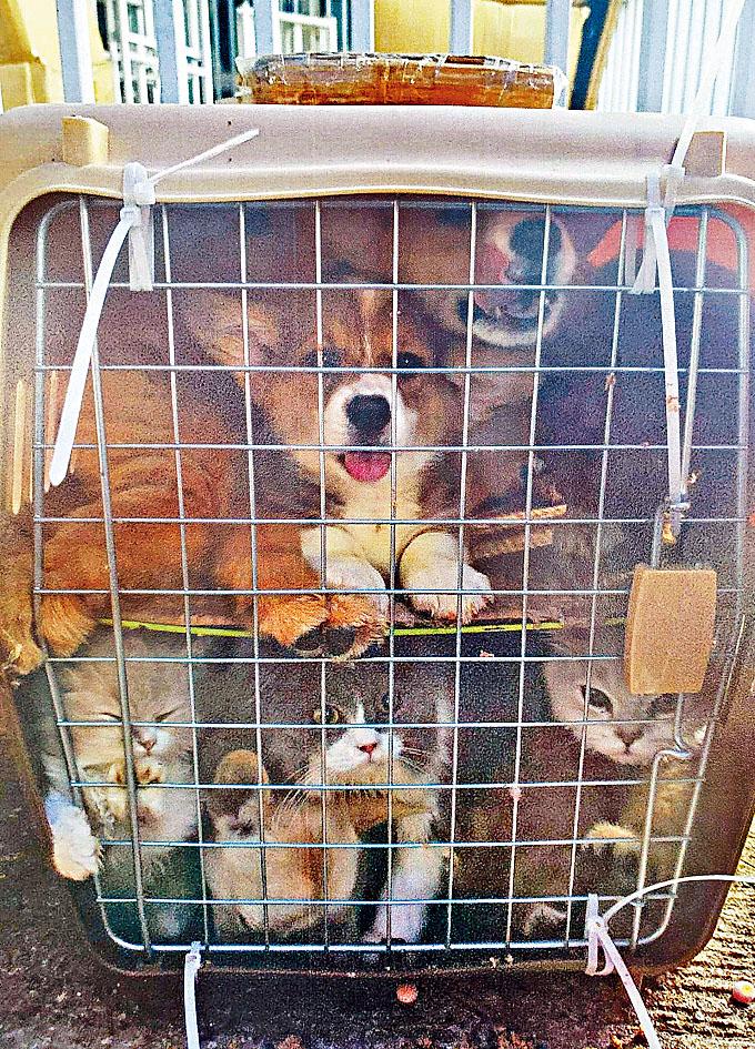 貓狗被擠在狹小的寵物籠內，狀甚痛苦和驚恐。