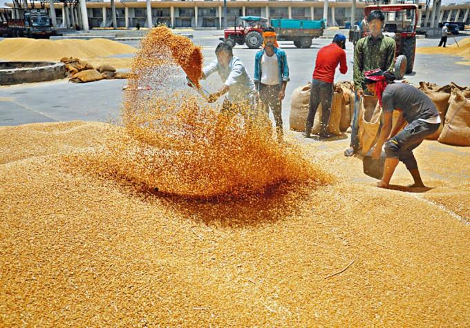 工人在艾哈迈达巴德市郊的工场筛小麦入袋。