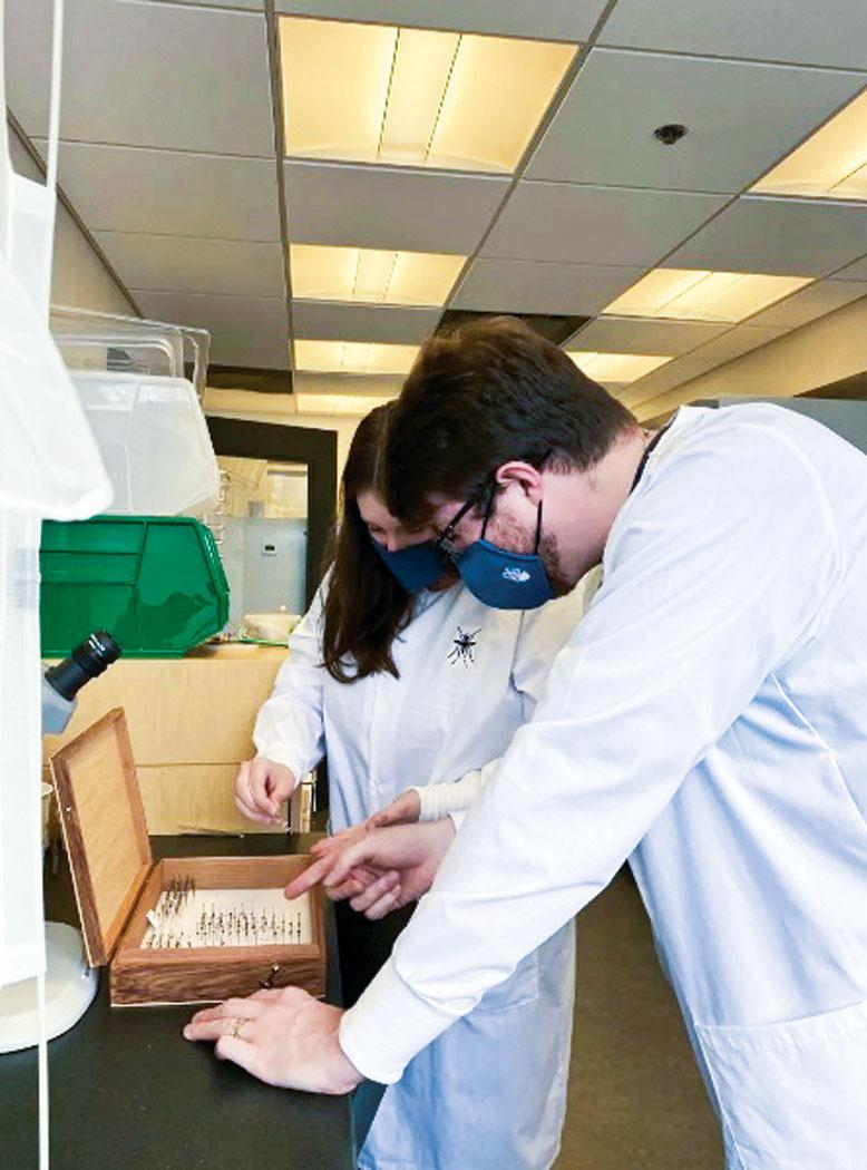 皮奇（右）和卑詩大學動物學一個學生，在實驗室檢查蚊子樣本。Dan Peach/CBC