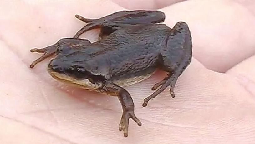 ■西部合唱蛙是被發現在413號高速公路工程沿線棲息的瀕危物種之一。 CBC資料圖片