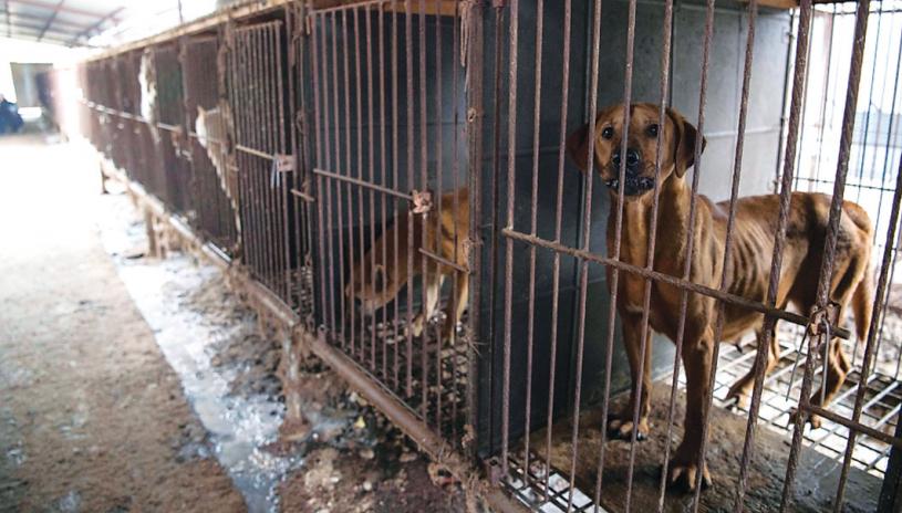 ■CFIA將禁止狂犬病高危國家的商業犬入境。  美聯社