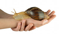 巨型非洲蜗牛再现佛州 当局画出特定检疫区