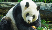 大熊猫“圆仔”9岁生日遇假孕期  呼呼大睡