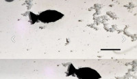 中國研光激活魚形機械人   吸走海洋中微塑料碎片