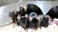 日本科學家保護瀕危物種  冷凍乾燥體細胞複製老鼠