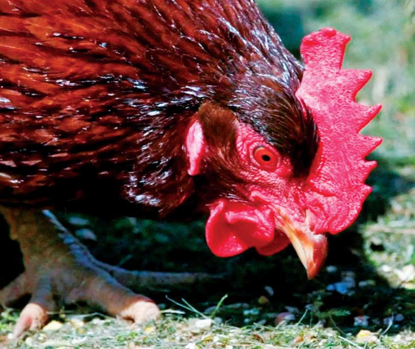 ■禽流感影響野生鳥類情況，引起關注。加通社資料圖片