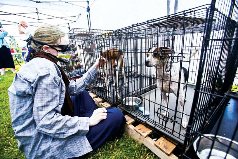 ■多伦多上半年弃养宠物的人士，急增了6成。 星报图片
