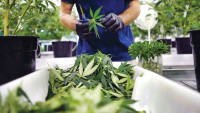 大麻商Canopy Growth 銷售挫38%首季虧20億