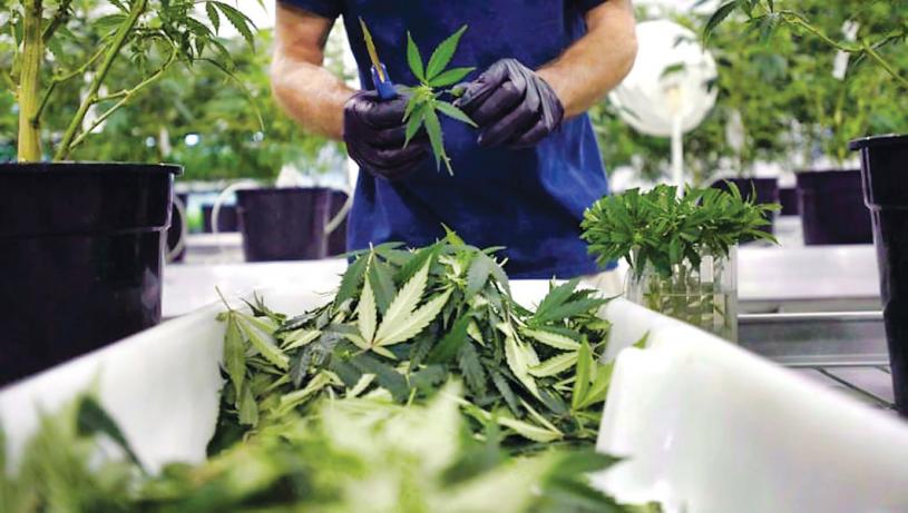 由於價格壓縮和競爭加劇，Canopy Growth的休閒大麻銷售額自去年以來下降了38%。星島綜合報道
