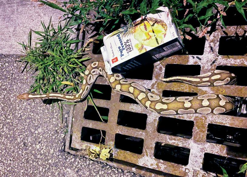 ■約克區一個污水渠口，上周發現一條蟒蛇，後由警員移走。   警方提供