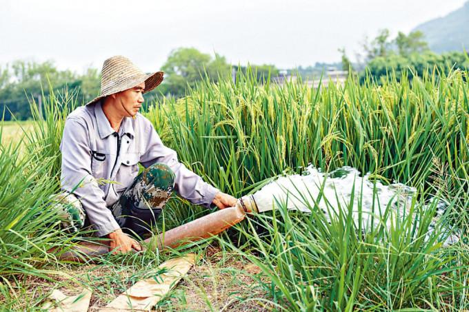 多省出现旱情。图为安徽芜湖农民抽水灌溉。