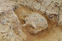 湖北古人類頭骨化石 證中國百萬年人類史