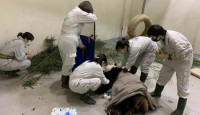 大陸贈台熊貓「團團」病逝 醫療團隊含淚送別