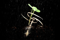 科技生活| E-seed载体受植物启发  种子湿润后自钻入泥土