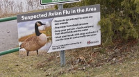 【注意】萬錦發現160死鵝  證實感染禽流感