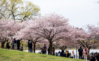 【好去處】多市櫻花棕色小芽冒出 預測5-6星期後盛開
