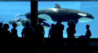 【囚禁40年】世界最孤獨虎鯨 Marineland逝世  動物組織指控遭虐待