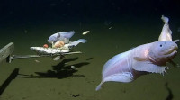 科技生活| 史上最深海鱼画面曝光  蜗牛鱼8336米下游弋