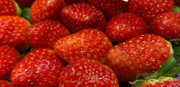 【士多啤梨控注意】多倫多商店引入西班牙草莓  大大粒勁香每周限量發售