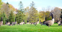 惱人加拿大雁 12分鐘排便一次  公園局設法降低數量