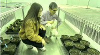科技生活| 加国大学硏太阳能板下种植  味道营养无大区别