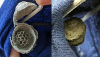 加拿大女子衣柜毛衣内发现蜂巢 该怎样处理？