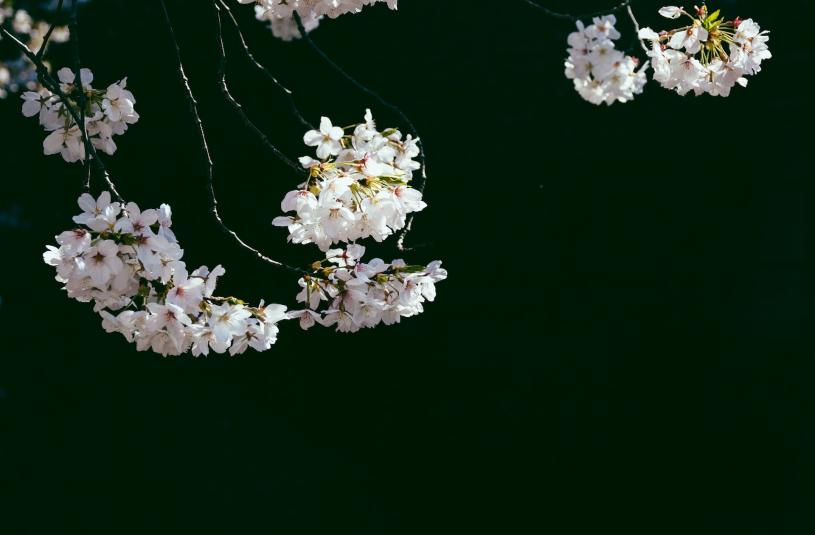 【港青在加国372】缘悭一面的樱花