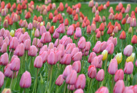 【我家移加075】渥太华的郁金香节：一次生动的春日纪实