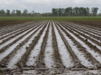 連場豪雨摧毀魁北克農作物  通脹下農民失收苦歎望政府施援手