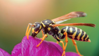 【有片】為什麼8月特別多黃蜂？該如何避免黃蜂？