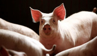 中國禁止入口瑞典豬產品 防豬瘟傳入