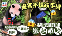 游客手机掉落被大熊猫梅兰啃咬 熊猫谷：已带回做身体检查