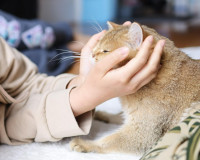 【港人移加059】領養代替購買 ‧ 真心 ‧ 愛